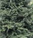 Ялиця корейська extra 250-260 см 124 304 фото 2