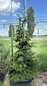 Ялина східна Aureospicata extra 175+ см 720050 фото
