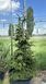 Ялина східна Aureospicata extra 175+ см 720050 фото 1