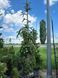 Ялиця нордмана Pendula розмір 225-250 см 120066 фото 1