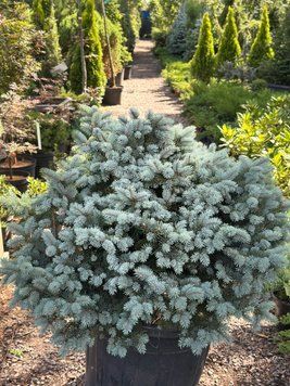 Ялина колюча Glauca Globosa 70-80 см 124004 фото