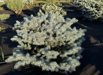 Ялина колюча Glauca Globosa 70-80 см 124004 фото