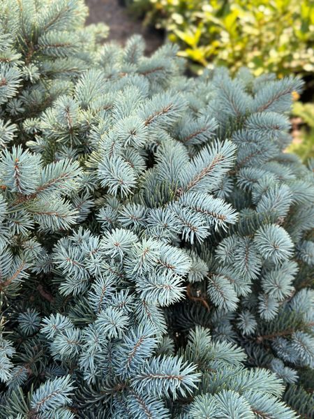 Ялина колюча Glauca Globosa 70-80 см 124004 фото