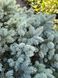 Ялина колюча Glauca Globosa 70-80 см 124004 фото 2