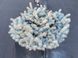 Ялина колюча Glauca Globosa extra 80-90 см 124 360 фото 4