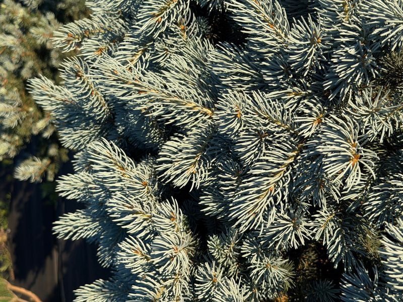 Ялина колюча Glauca Globosa 70-80 см 124004 фото