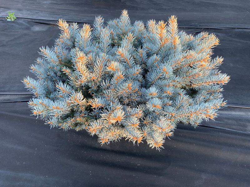 Ялина колюча Glauca Globosa extra 80-90 см 124 360 фото