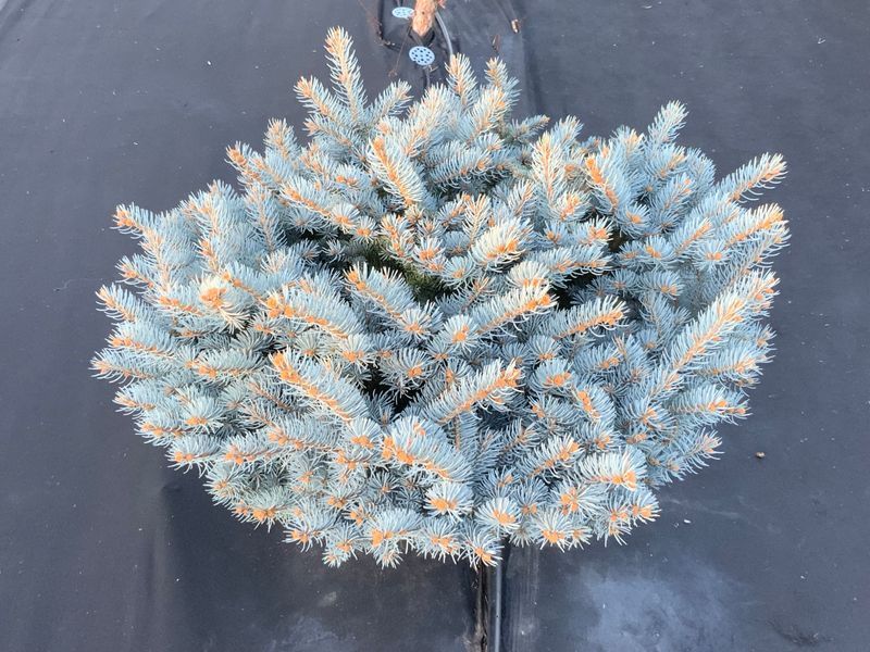 Ялина колюча Glauca Globosa extra 80-90 см 124 360 фото
