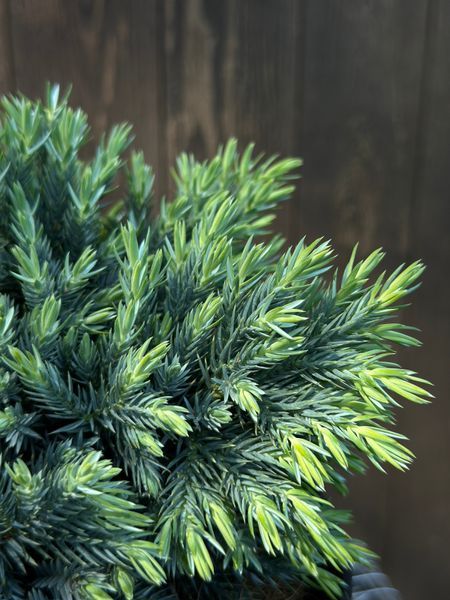 Ялівець лускатий Blue Star 30-40 см 124490 фото