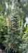 Ялиця одноколірна Glauca 240-260 см 320039 фото 1