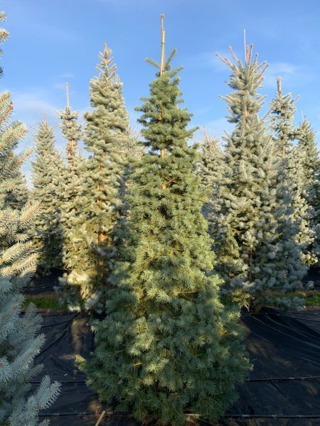 Ялиця одноколірна Glauca 225-250 см 320039 фото