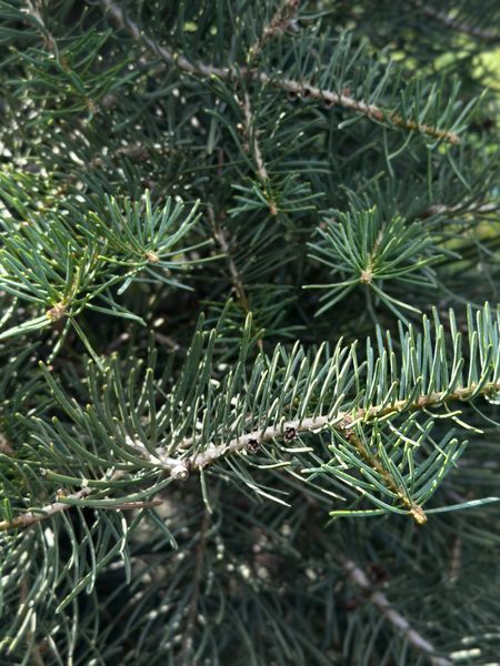 Ялиця одноколірна Glauca 240-260 см 320039 фото