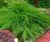 Ялівець середній Mint Julep