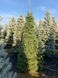 Ялиця одноколірна Glauca 225-250 см 320039 фото 1