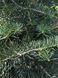 Ялиця одноколірна Glauca 240-260 см 320039 фото 2