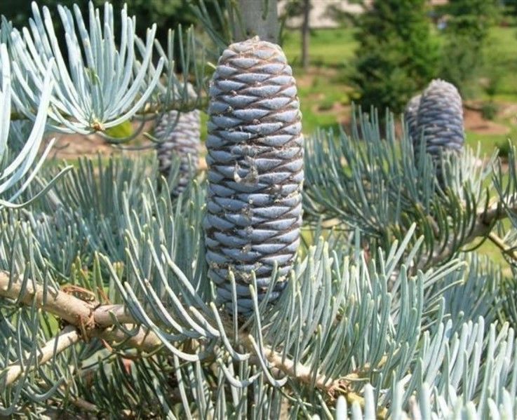 Ялиця одноколірна Glauca 240-260 см 320039 фото
