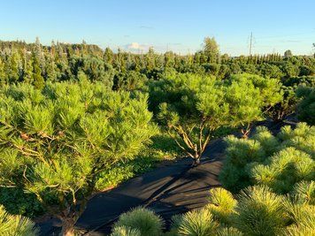 Cосна густоквіткова Umbraculifera бонсай мультиштамб 150/180 cм 124 218 фото
