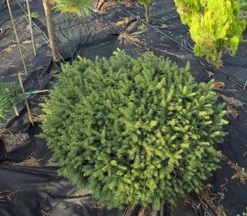 Ялина звичайна Nidiiformis 80-100 см 320030 фото