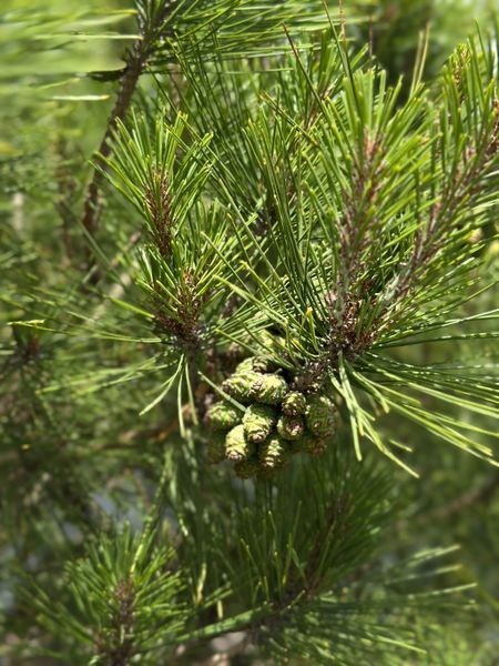 Cосна густоквіткова Umbraculifera бонсай мультиштамб 150/180 cм 124 218 фото