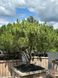 Cосна густоквіткова Umbraculifera бонсай мультиштамб 150/180 cм 124 218 фото 1
