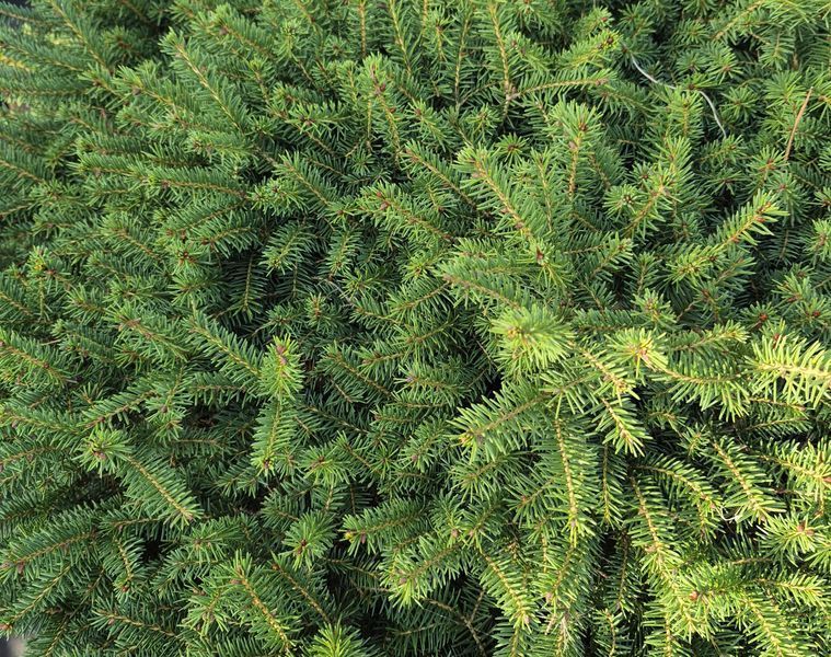 Ялина звичайна Nidiiformis 80-100 см 320030 фото