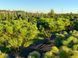 Cосна густоквіткова Umbraculifera бонсай мультиштамб 150/180 cм 124 218 фото 1