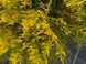 Ялівець середній Old Gold 60-80+ см 124 419 фото 2