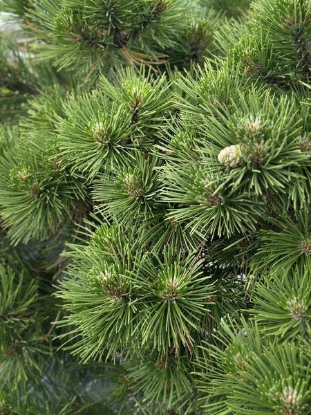 Cосна чорна Hornibrokiana bonsai ширина 70-80/90-100 см 0320 027 фото