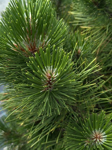 Cосна чорна Hornibrokiana bonsai ширина 70-80/90-100 см 0320 027 фото