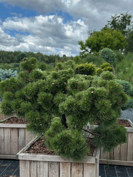 Cосна чорна Hornibrokiana bonsai ширина 70-80/90-100 см 0320 027 фото