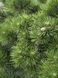 Cосна чорна Hornibrokiana bonsai ширина 70-80/90-100 см 0320 027 фото 4