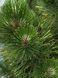 Cосна чорна Hornibrokiana bonsai ширина 70-80/90-100 см 0320 027 фото 2