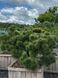 Cосна чорна Hornibrokiana bonsai ширина 70-80/90-100 см 0320 027 фото 3