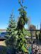 Ялина сербська Pendula 175-200 см 124015 фото 1