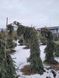 Ялина сербська Pendula 175-200 см 124015 фото 4