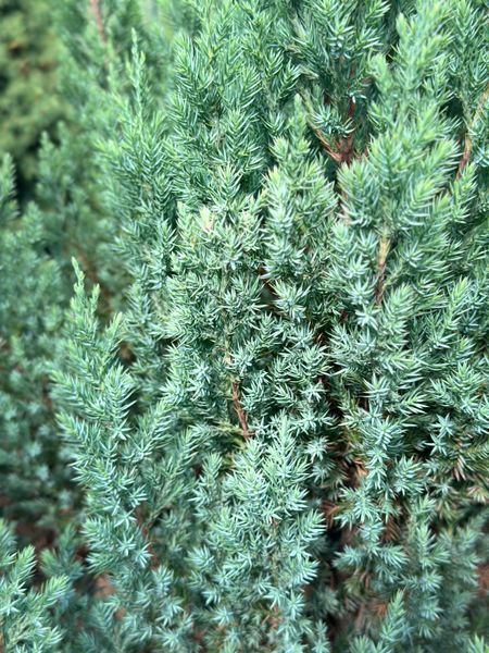 Ялівець китайський Stricta розмір 100-120 см 124537 фото