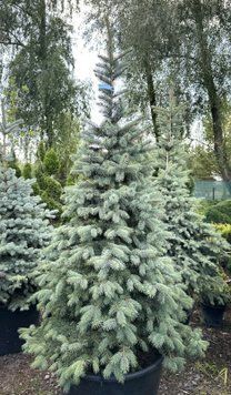 Ялина колюча Glauca SBS extra 175-200 см 124 426 фото
