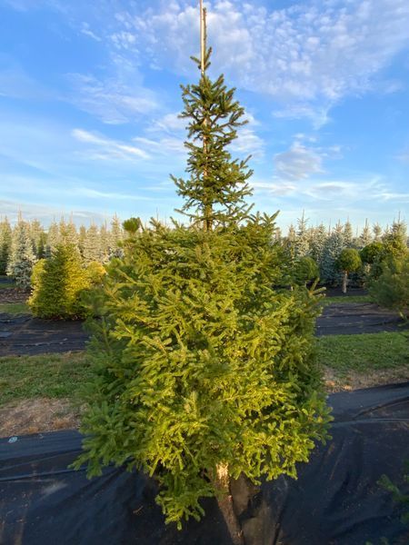 Ялина звичайна висота 400-450 см 0320 029 фото