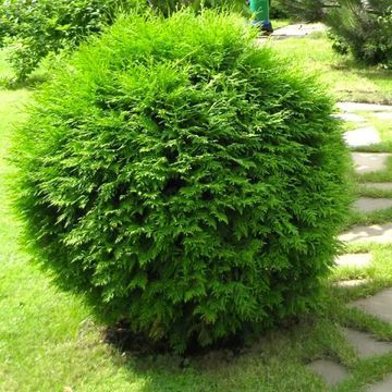 Туя захiдна  Globosa