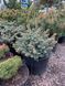 Ялина колюча Glauca Globosa 50-60 см 124 184 фото 1
