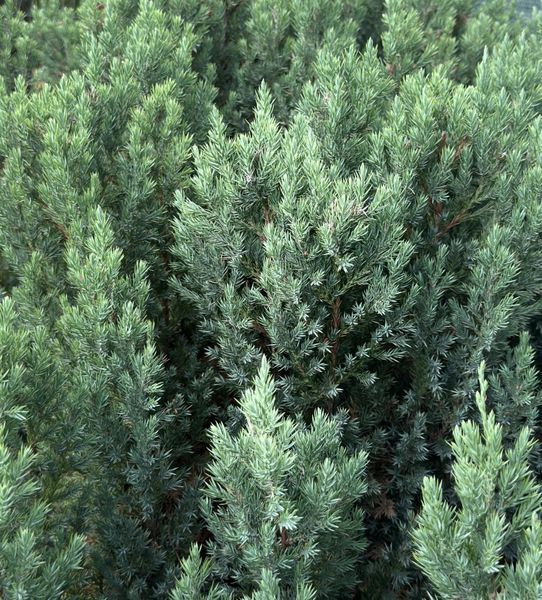 Ялівець китайський Stricta ф. куля 90-110+ см 0120 071 фото