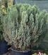 Ялівець китайський Stricta ф. куля 90-110+ см 0120 071 фото 1