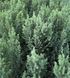 Ялівець китайський Stricta ф. куля 90-110+ см 0120 071 фото 2