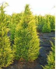 Кипарисовик lawsoniana Ivone