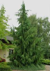 Кипарисовик нутканський Pendula