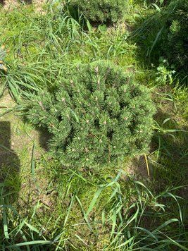 Сосна гірська Mops ширина 40 - 50 см 0520 016 фото