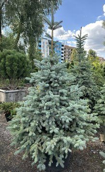 Ялина колюча Glauca розмір 160-180 см 124447 фото