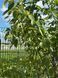 Ірга ламарка мультиштамб висота 180-200 см 0420 009 фото 2