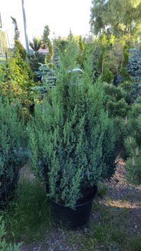 Ялівець китайський Stricta 100-120 см 124027 фото