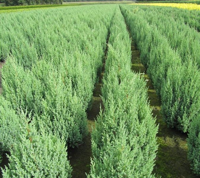 Ялівець китайський Stricta 100-120 см 124027 фото